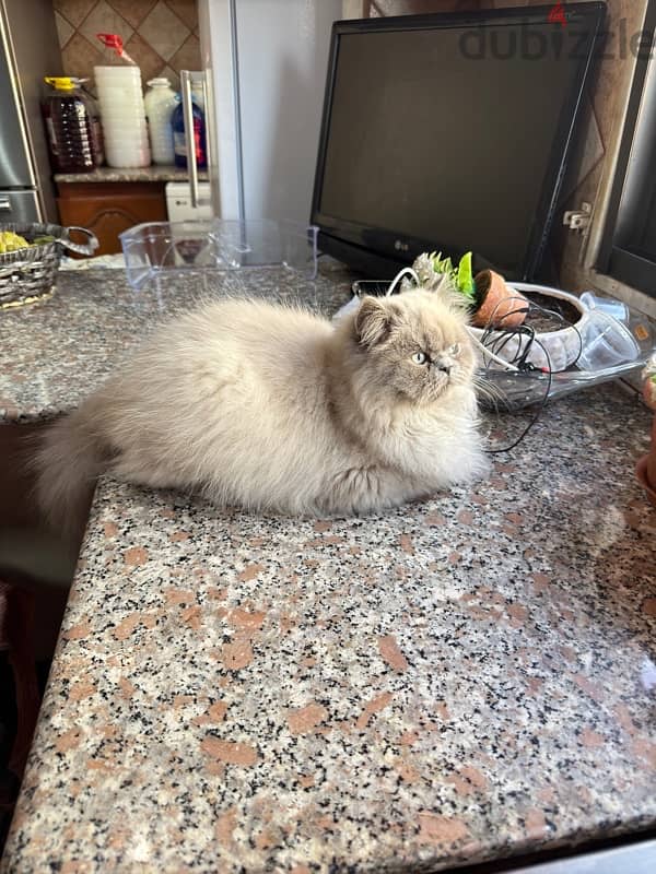 cat persian 4