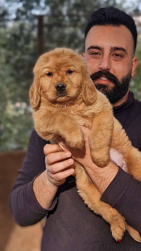 golden retriever puppy 0