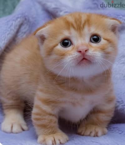 Scottish fold orange / قطط