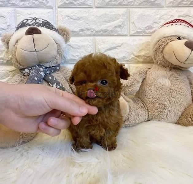 poodle red brown /كلاب 0