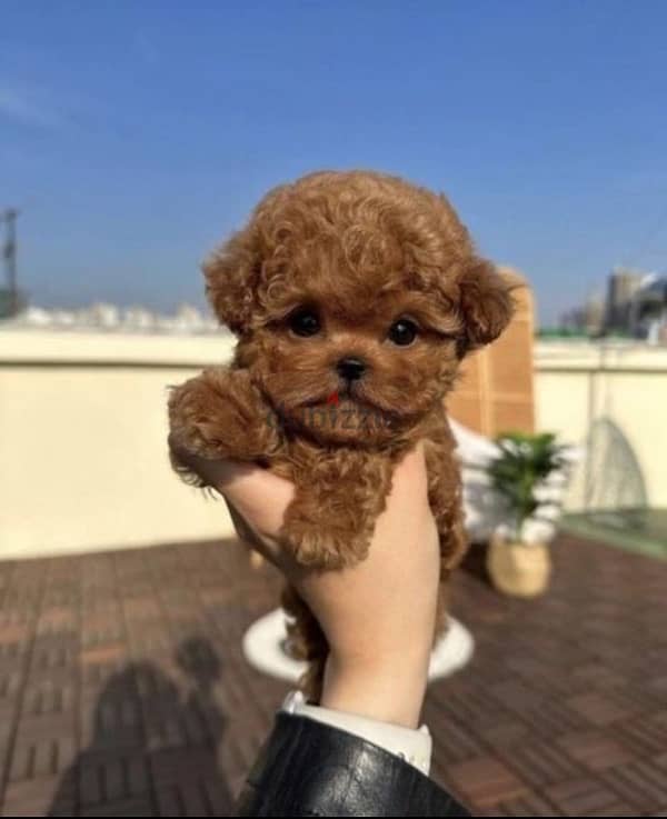 poodle red brown /كلاب 1