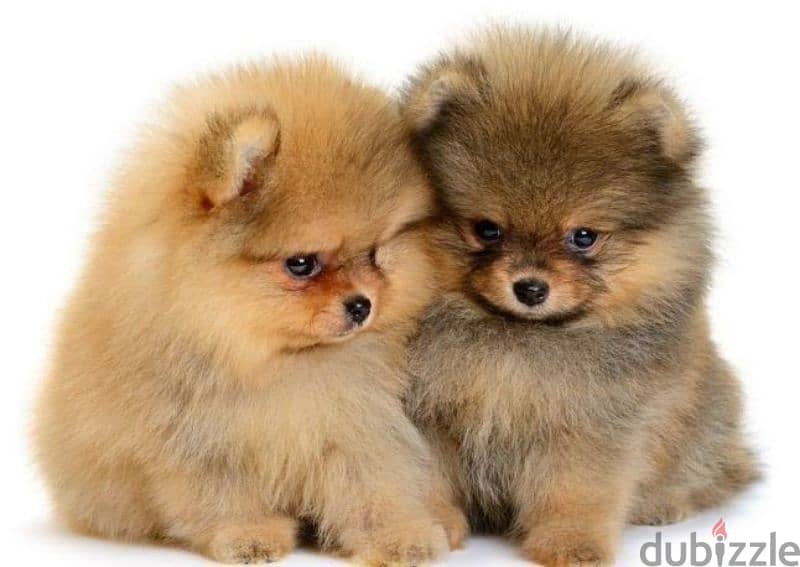 Adorable Pomeranian Puppies Available in Store Imported Delivery 0