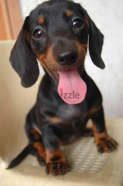 Adorable Duchshund Puppies Available In Store Delivery Dog كلاب