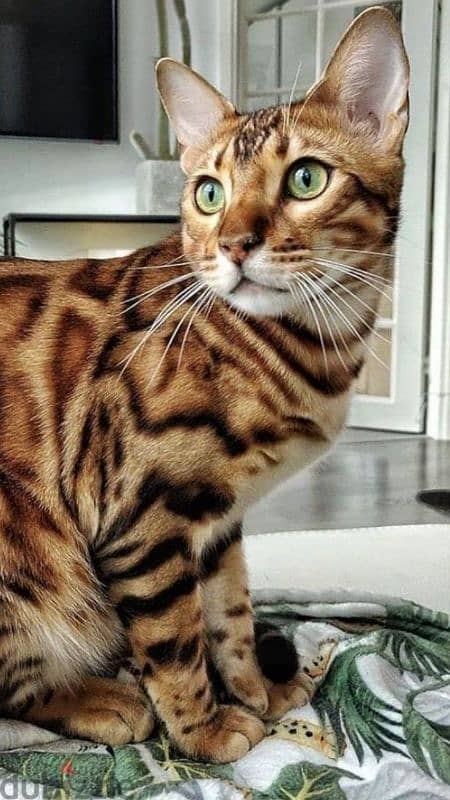 Exquisite Bengal Kittens Available In Store Delivery Cat Imported 0