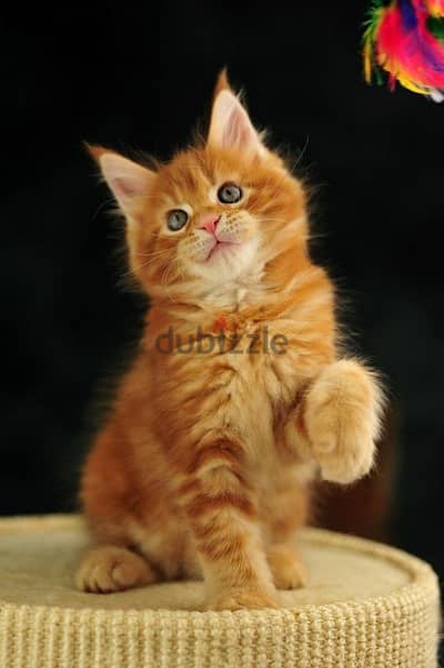 Majestic Maine Coon Kittens Available/High Quality/Imported /Delivery