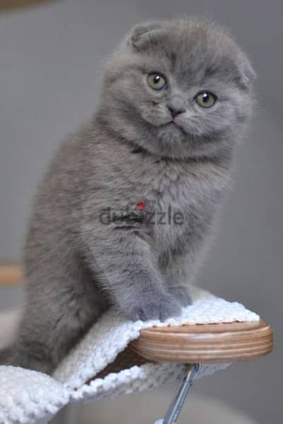 Scottish Fold Kittens Available /in Store /Delivery