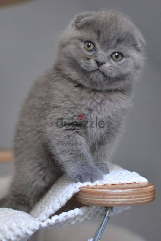 Scottish Fold Kittens Available /in Store /Delivery 0