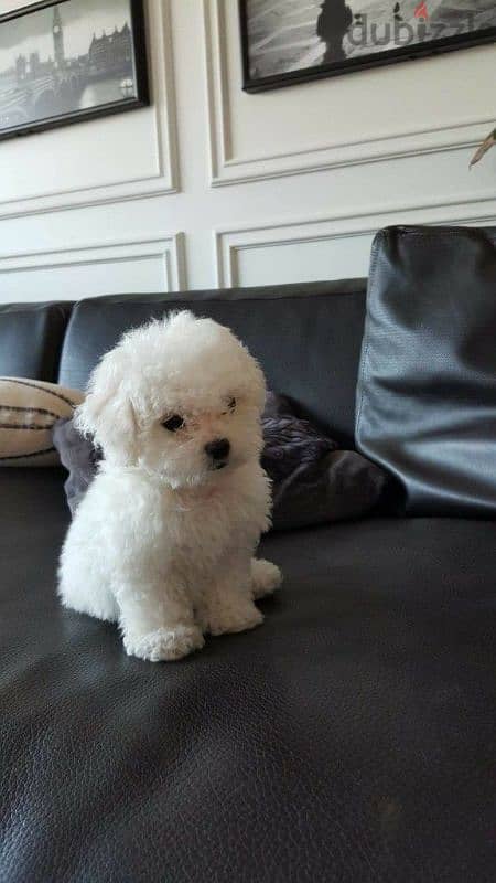 Adorable Bichon Puppies Available/ Dog/كلاب/Delivery 0