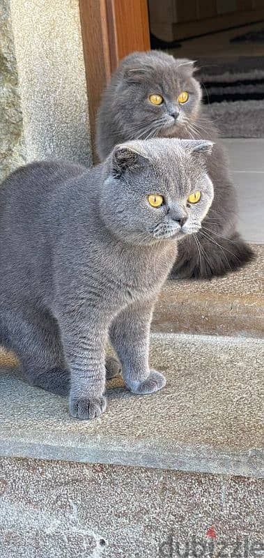 2 male scottish fold 1