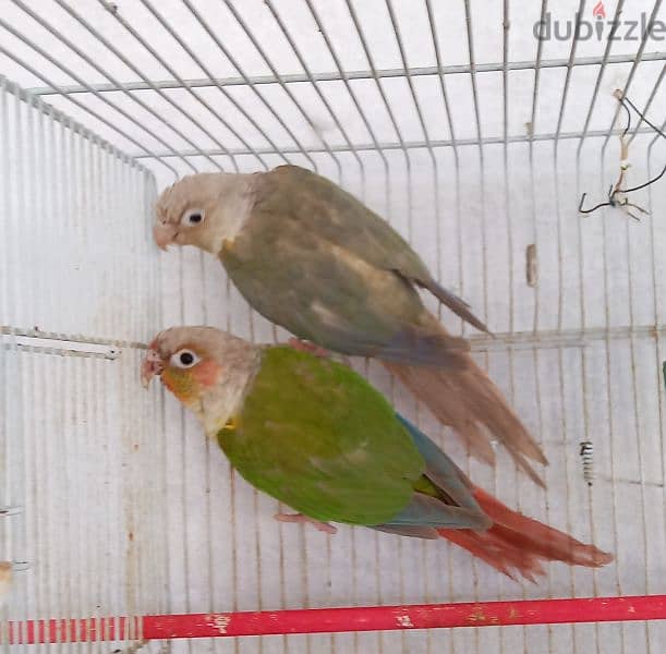 ببغاء كونيور  عدد ٢    2conure parrots 0