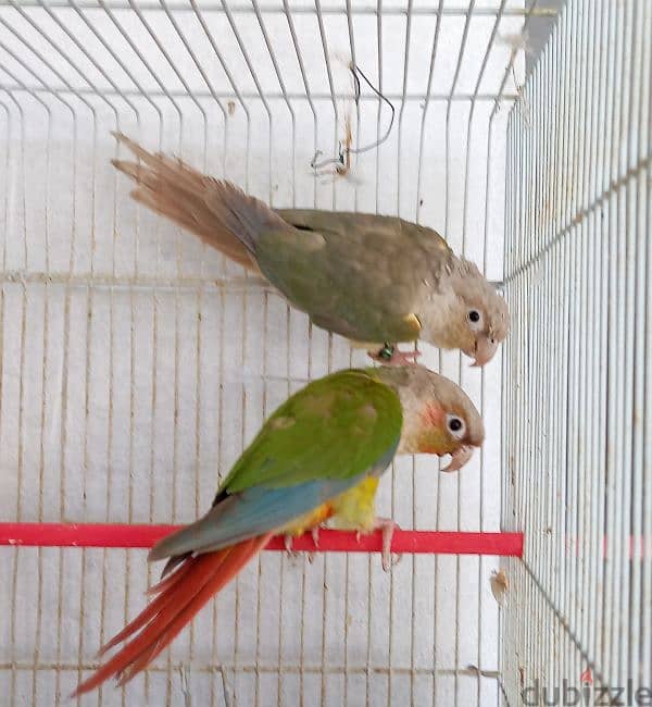 ببغاء كونيور  عدد ٢    2conure parrots 1