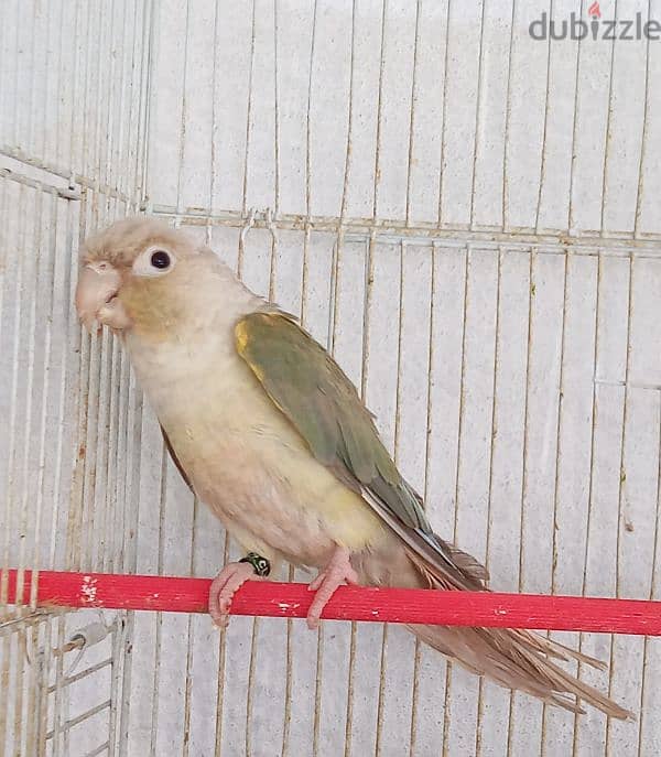 ببغاء كونيور  عدد ٢    2conure parrots 2