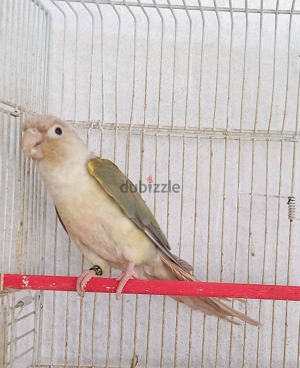 ببغاء كونيور  عدد ٢    2conure parrots 3