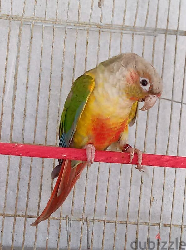 ببغاء كونيور  عدد ٢    2conure parrots 4