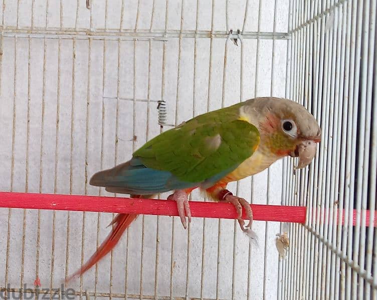 ببغاء كونيور  عدد ٢    2conure parrots 5