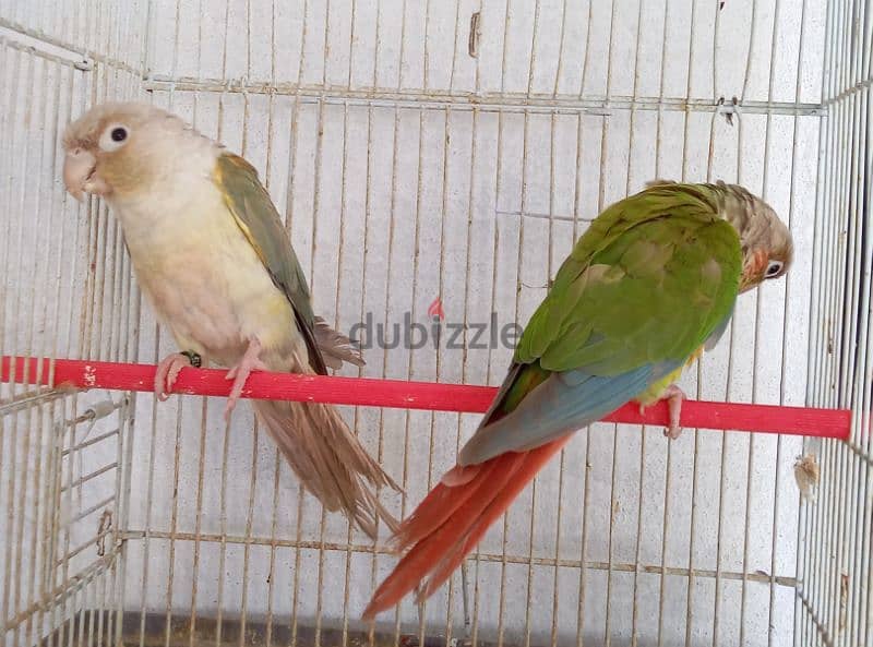 ببغاء كونيور  عدد ٢    2conure parrots 6