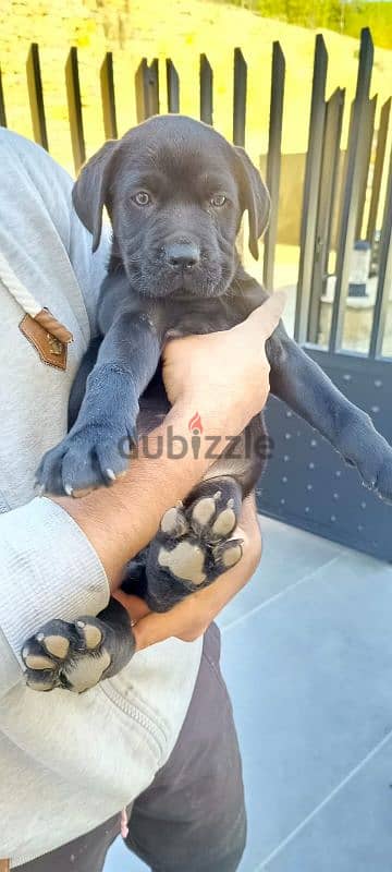 cane corso 3