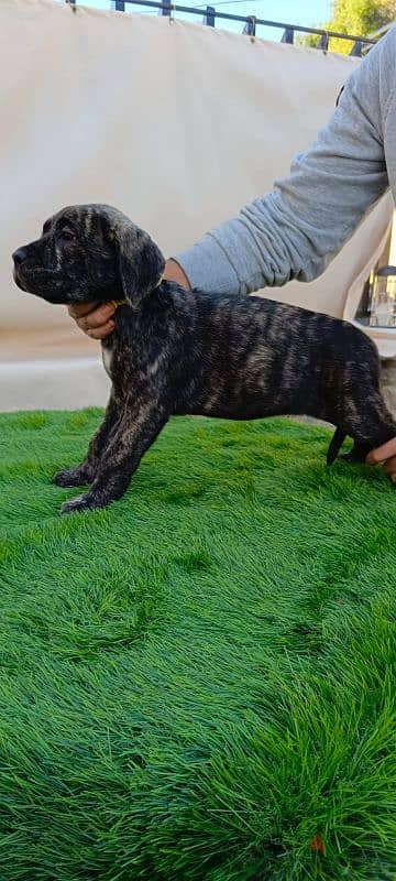 cane corso 7