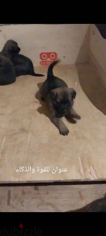 malinois puppies 1