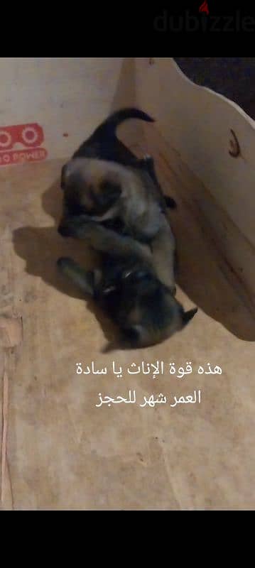 malinois puppies 4