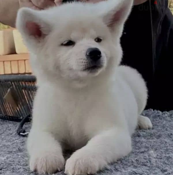 Japanese akita special breed 0