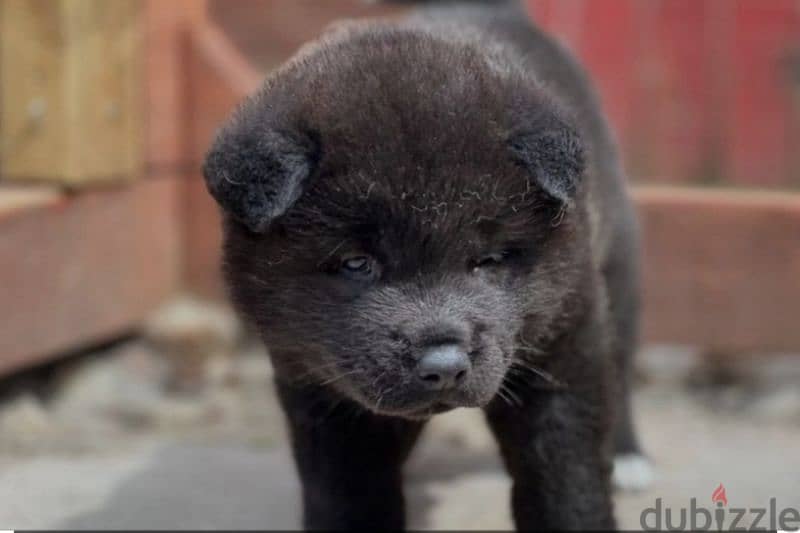 american akita top breed 1