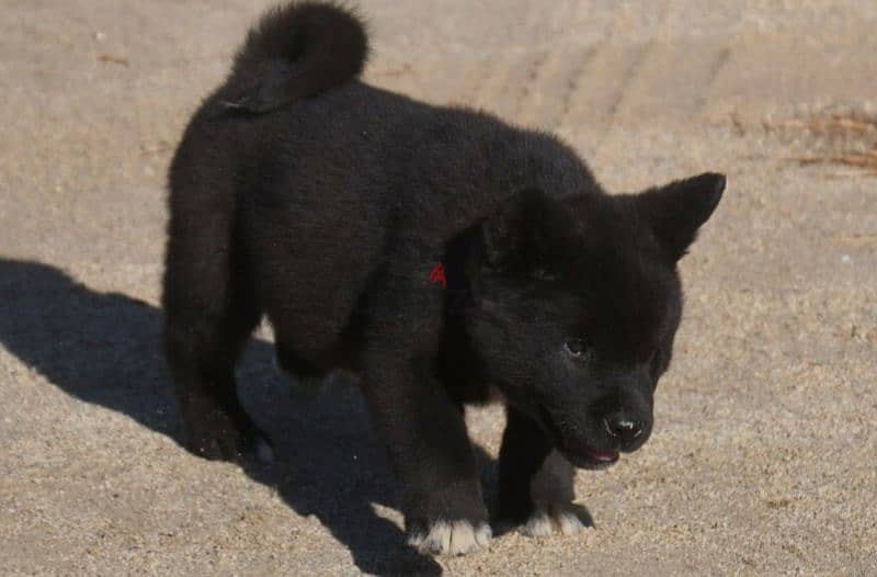 american akita top breed 2