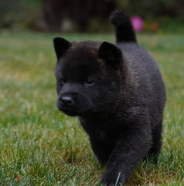 american akita top breed 3