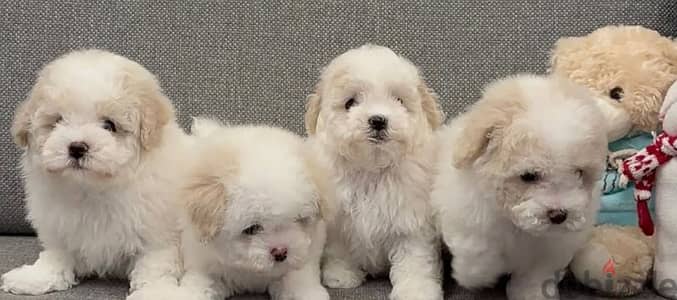 bichon maltais