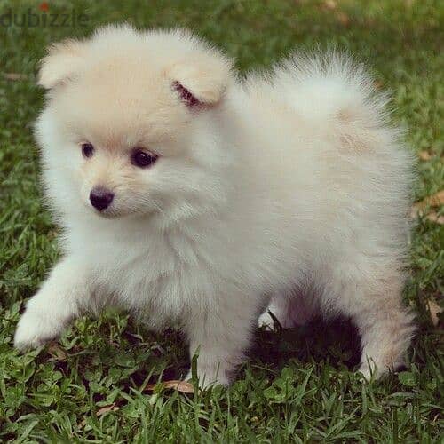 Adorable Loulou Spitz Puppies Available in Store/Delivery/dog /كلاب 0