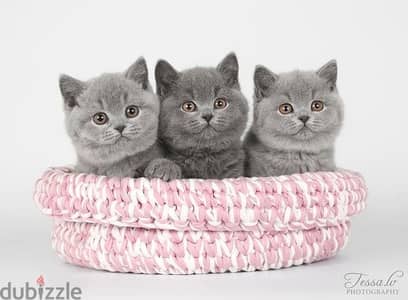 Charming British Shorthair Kittens Available in Store Cat Delivery