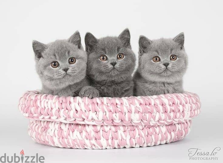 Charming British Shorthair Kittens Available in Store Cat Delivery 0