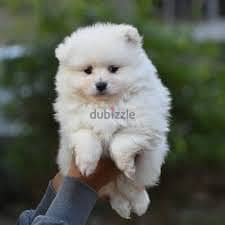 Snow White Spitz Puppies Available / dog /كلاب/Now in Store /Delivery 0