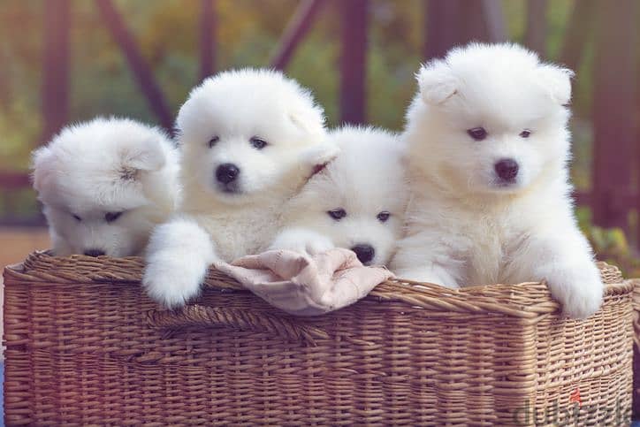 Adorable Loulou Spitz Puppies/Available Now in Store/Delivery / dog 0