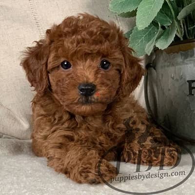 Poodle Puppies Available Now In Store/ Delivery / Imported /Dog