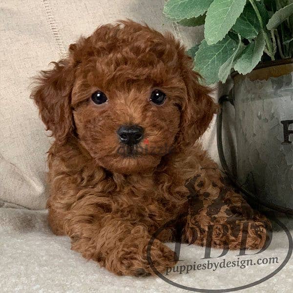 Poodle Puppies Available Now In Store/ Delivery / Imported /Dog 0