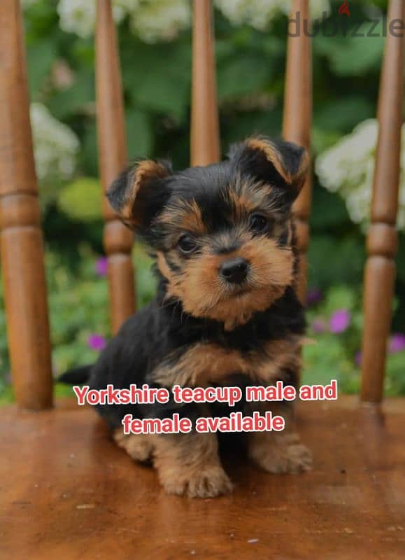 Yorkshire mini size 0