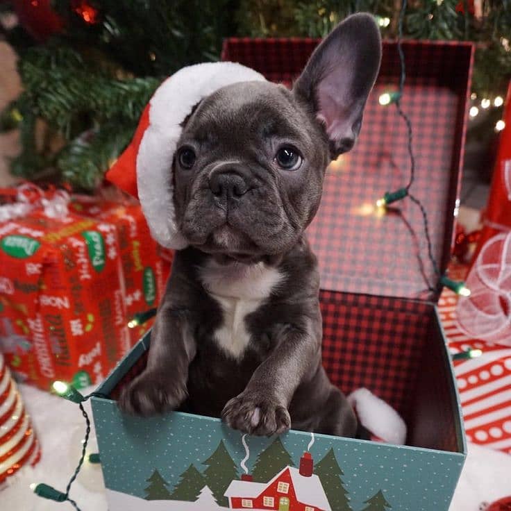 Playful French Bulldog Puppies Available/Imported/Dog/Delivery 0