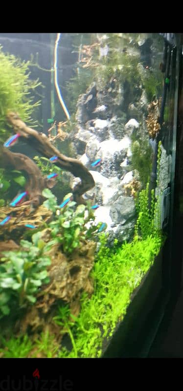 aquatic plants for sale 1