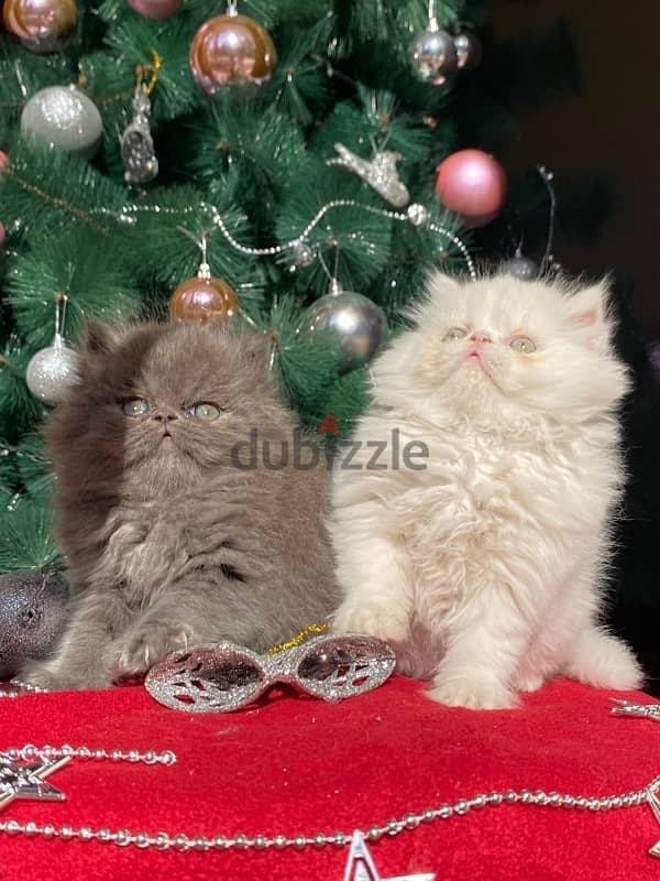 persian kittens 0