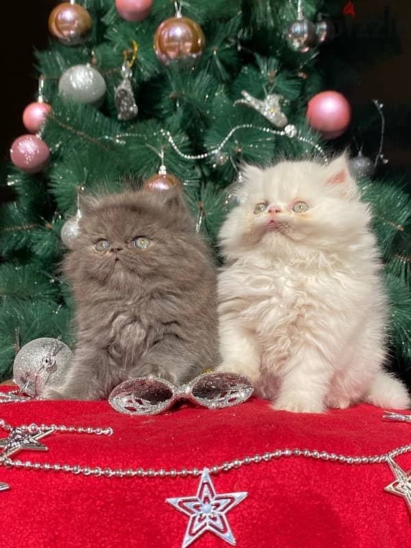 persian kittens 1