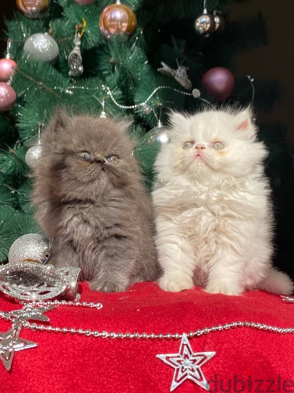 persian kittens 2