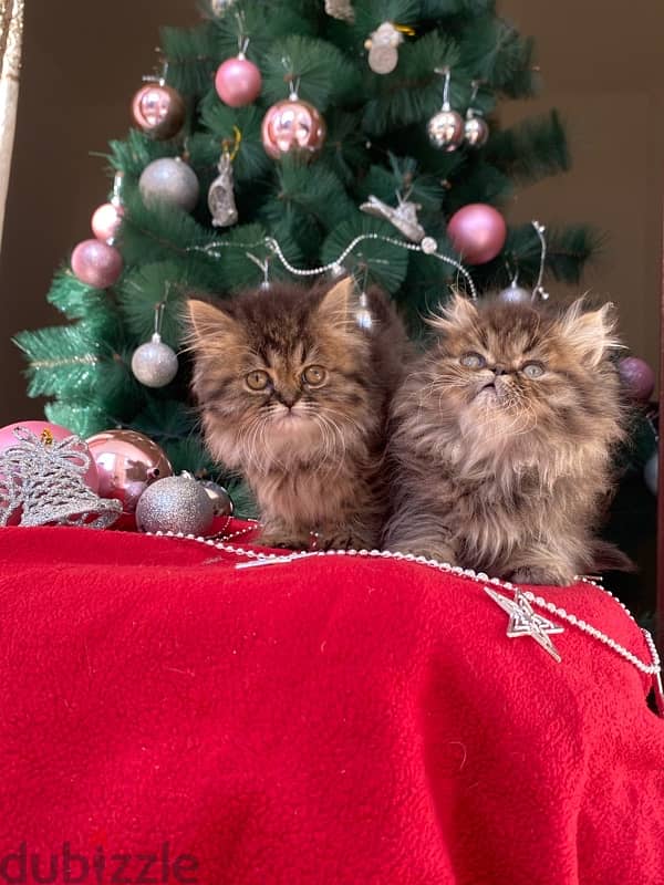 persian kittens 6