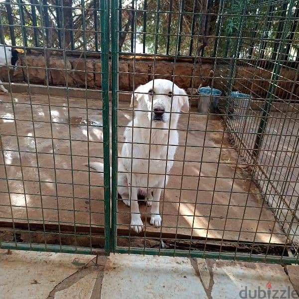 female labrador mix two years old for adoption vaccinated 0