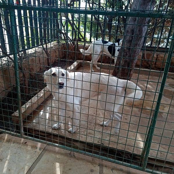 female labrador mix two years old for adoption vaccinated 1