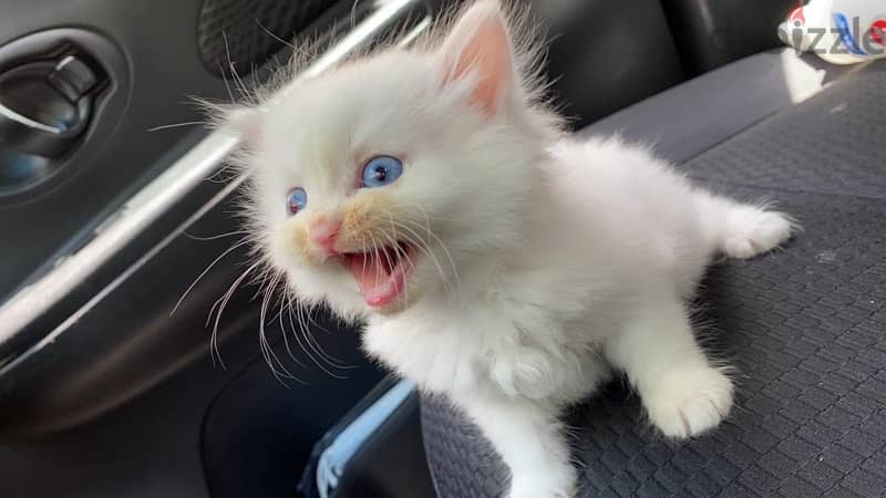 Turkish White Angora 0