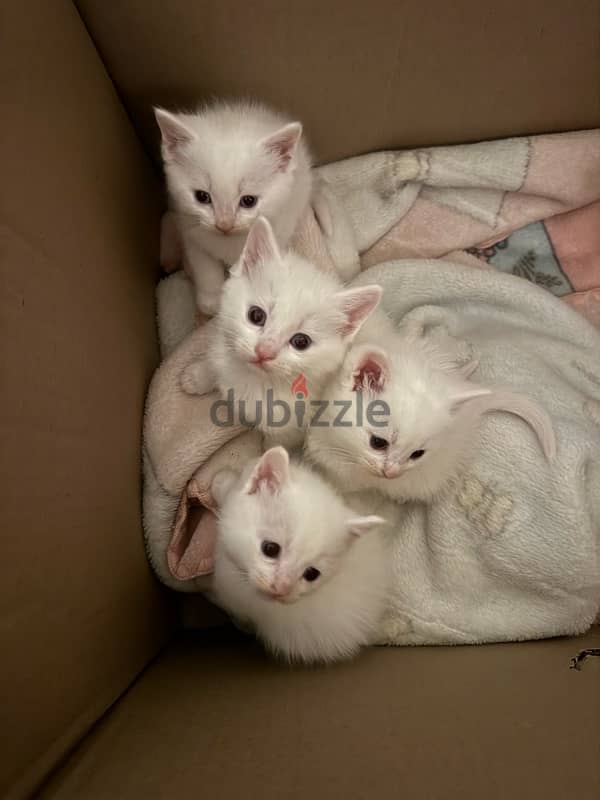 Turkish White Angora 2