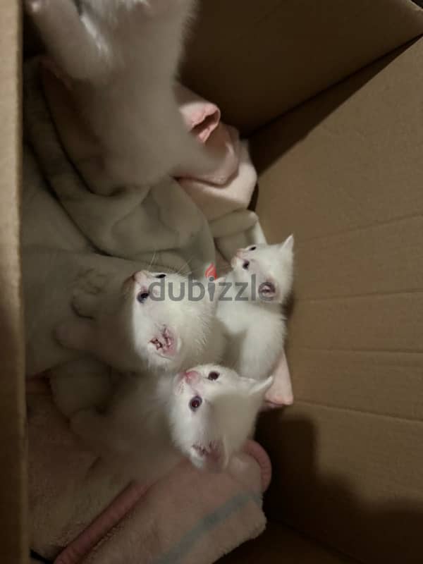 Turkish White Angora 3