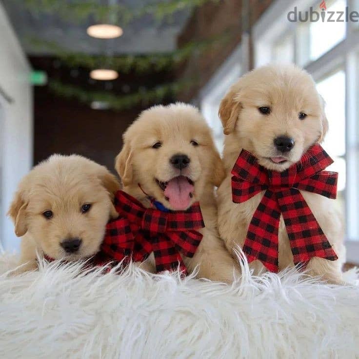 Beautiful Golden Retriever Puppies Available/ dog كلاب 0