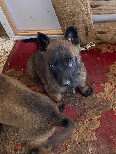 Belgian Shepherd Malinois